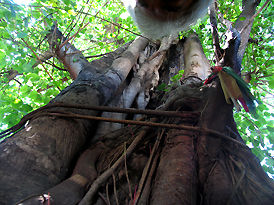 The tree trunk