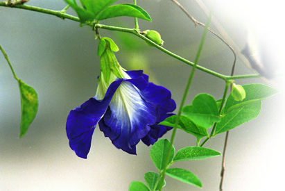 Flower for Staut.jpg
