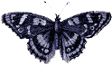 ButterflyA.Gif