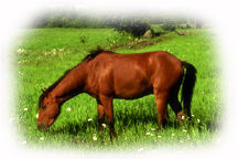 Horse.jpg