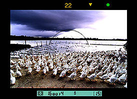 duckfarm.jpg (13k) Loading...