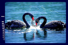 swan.jpg (9k) Loading..