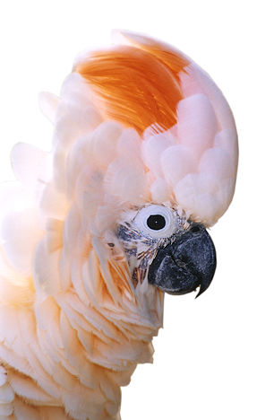 Parrot.jpg (23k)