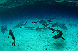 Sharks.jpg (12k)