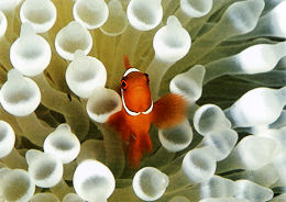 anemone.jpg