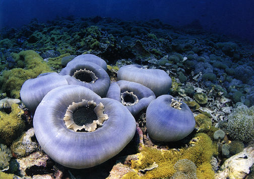 coral.jpg (23k) Patience... justify to wait.