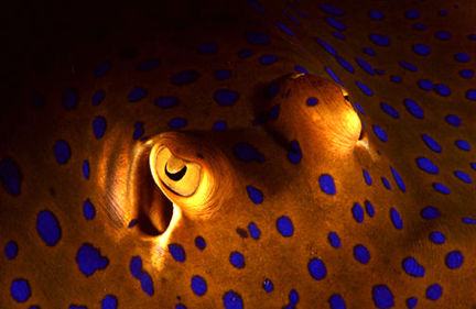 Spotted Sting Ray.jpg (28k) files is slightly  big...