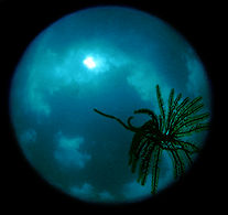 fisheyelens.jpg