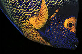 fishhead.jpg
