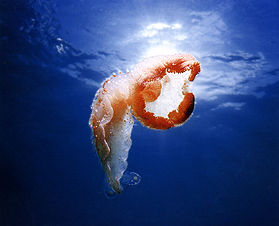 Jellyfish.jpg (10k)