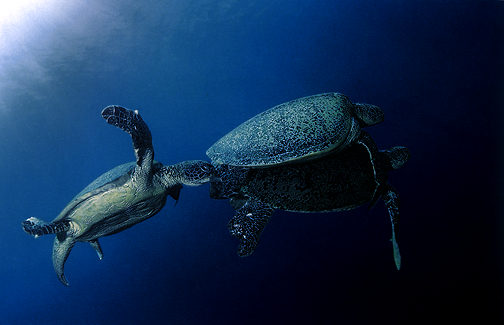 Green Turtle Mating.jpg (26k)