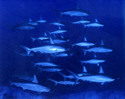 Sharks.jpg