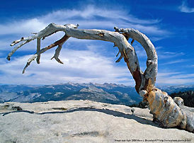 Old tree in Canyon