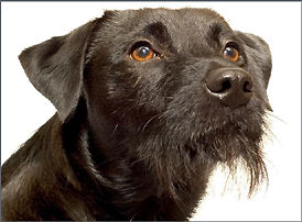 portrait of a dog