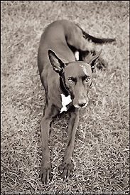 a dog profile