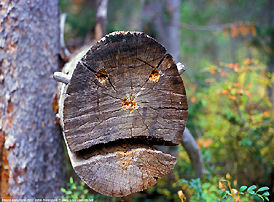 smaling log wood