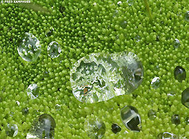 Dewdrops