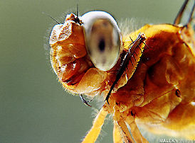macro, eyes of a fly