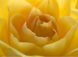Flower pedal of a yelloe rose