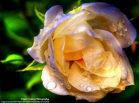 waterly rose at close-up