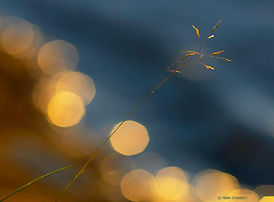 Bow river grass