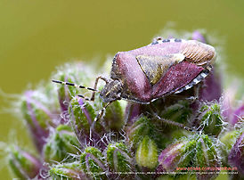 Insect nature