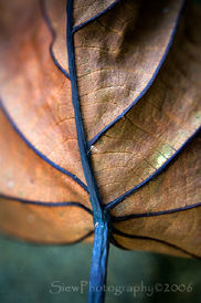 Authumn leaves