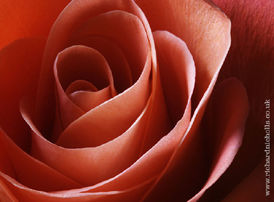 ROSE Flower pedals