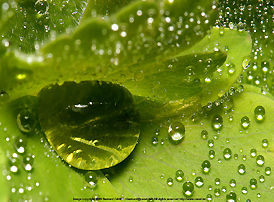 Water droplets