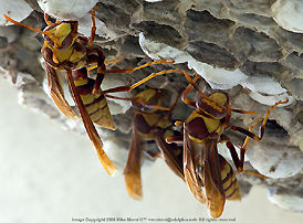 Bee Hives