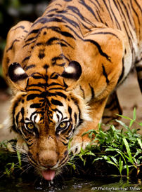 Sumantra Tiger