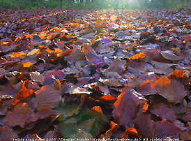 Autumn Leaves