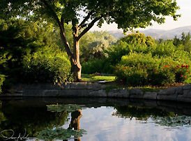 backyard garden