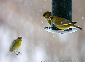Birds on the feed