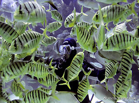 Aquatic @ KLCC