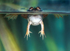 Froggie.jpg
