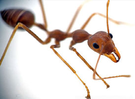 ants.jpg