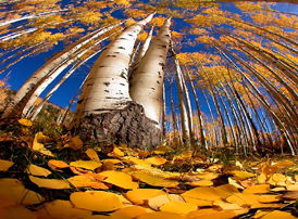 authumn leaves.jpg