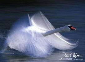 Taking off.jpg