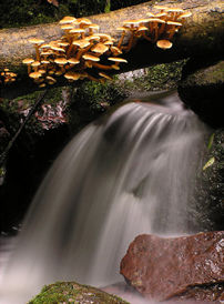 nature flow.jpg