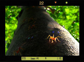ants....