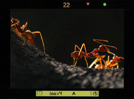 ants....