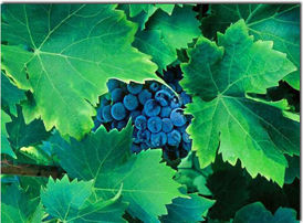grapesvine.jpg