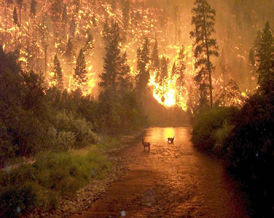 forestfiresml.jpg (28k) Loading ...