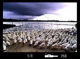 Duck Pond.jpg (16k) Loading...