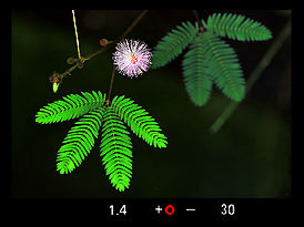 Thorns. jpg (15k) Loading...