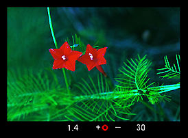 Twin Red. jpg (13k) Loading...