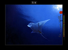 MPWong's Monta Ray.jpg (15k) Loading..