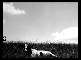 Cow in B&W.jpg (10k) Loading..