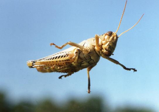 Grass Hopper.jpg (18k) Loading.....